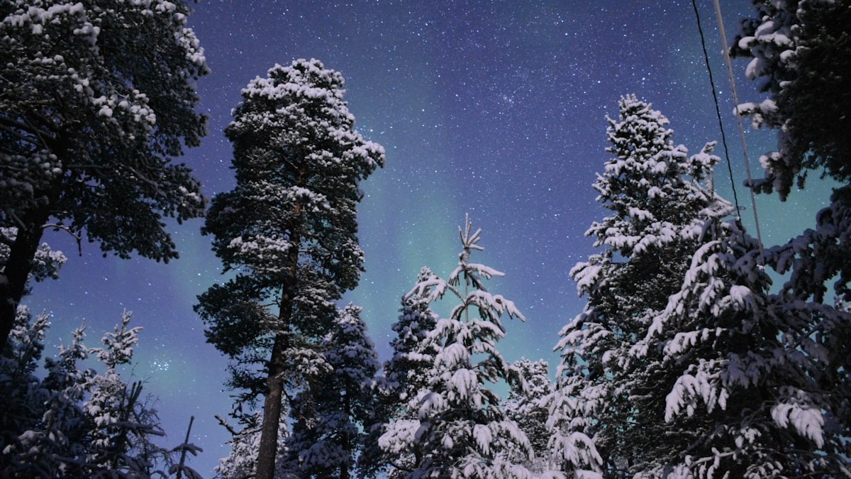 snow covered green trees during daytime